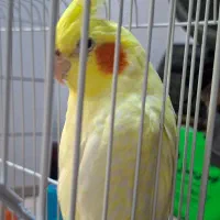 واگذاری جفت عروس هلندی