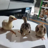 جوجه طاووس