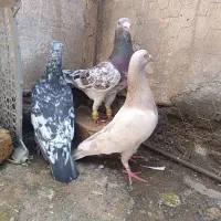 کبوتر هفرنگ آس خطی لک دار|پرنده|قزوین, |دیوار