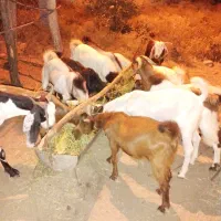 کهره نر