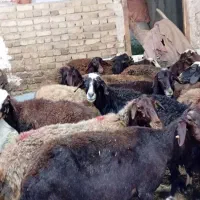 گوسفند افشار ابستن
