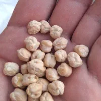 فروش نخود تازه بصورت عمده(تنی) و خرده(۵۰ کیلویی)