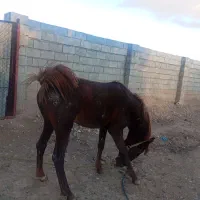 فروش اسب مادیون و کره نریون