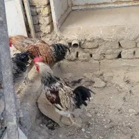 مرغ و خروس