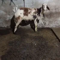 بره نر قوچی بروجردی