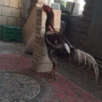 خروس لاری اصل