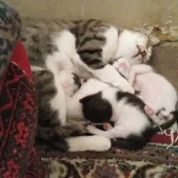 واگذاری گربه
