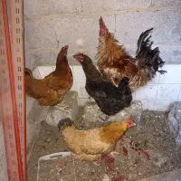 مرغ وخروس