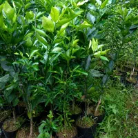 نهال لیمو ترش