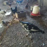 بوقلمون