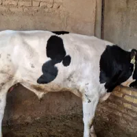 دوراس گوساله هلشتاین درجه ۱