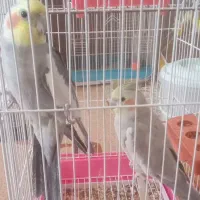 جفت عروس با نر سخنگو  وجفت مرغ عشق رنگ خاص