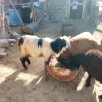 بز نر یک ساله (حمدان)