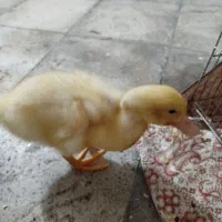 جوجه اردک