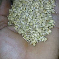 گندم آبی