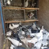 دورگ و پلاکی