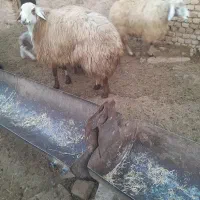 قوچ هترو|حیوانات مزرعه|اسفراین, |دیوار