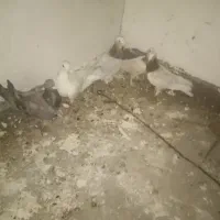 کبوتر|پرنده|اندیکا, |دیوار