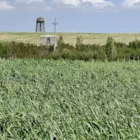 دو هکتار و نیم زمین آبی برقی بارانی در دهگلان .