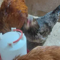 دوتا مرغ و یک عدد خروس بالغ