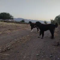 سگ جفت خرسی فروشی