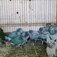 جوجه راهب سرلاکی