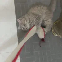 اسکاتیش سلور