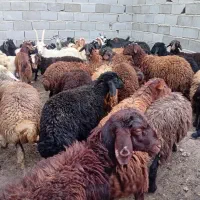 فروش قربونی