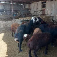 قوچ پلنگی افشار لخت