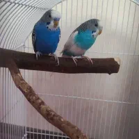 یه جفت مرغ عشق زیبا