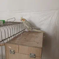 عروس هلندی