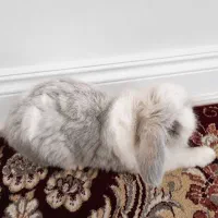 خرگوش