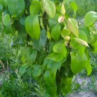 پیمانکاری و محوطه سازی
