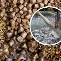 غذای پرورش ماهی