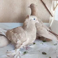 کبوتر|پرنده|قم, شهدا|دیوار