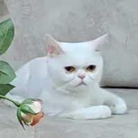 واگذاری گربه