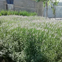 نعناع ارومیه