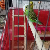 مرغ عشق