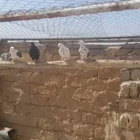 کفتر کبوتر