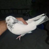 دو عدد کبوتر فوق پرشی