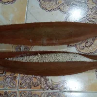 بو نخل|گل و گیاه طبیعی|برازجان, |دیوار