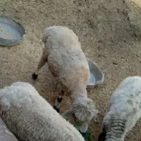 قوچ چاق چلع