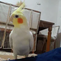 عروس هلندی نر
