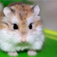 همستر روبروفسکی نژاد کمیاب هدیه کادو