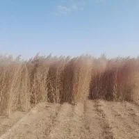 جارو|لوازم نظافت|سبزوار, قصبه شرقی|دیوار