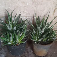 هاورتیا گورخری مادری پر بچه ۶۰