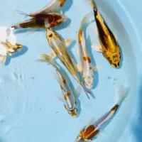 انواع ماهی کوی در بالاترین کیفیت