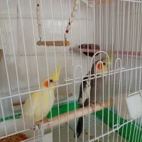 عروس هلندی مولد