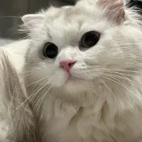 اسکاتیش لانگ هیر