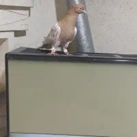 پرنده